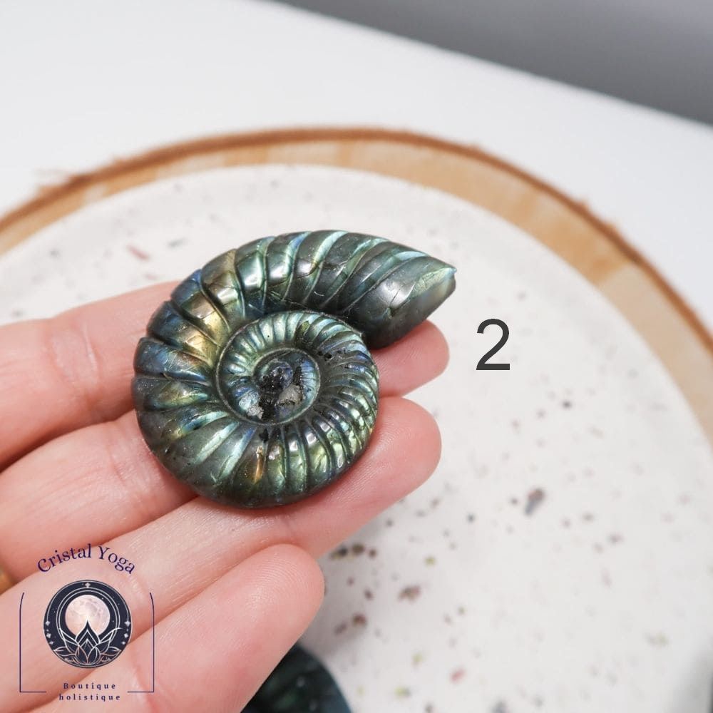 forme ammonite